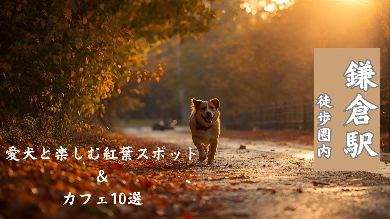 鎌倉愛犬と散歩
